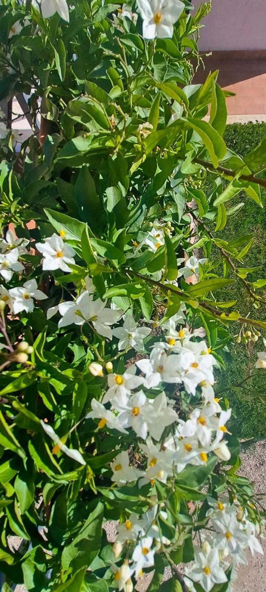 Agriturismo Maremma Amara Saturnia Bagian luar foto